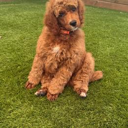Blaze - Red  male Poodle puppy in Mount Vernon, Illinois from AMC Poodles