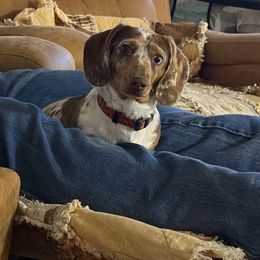 Dachshunds and Pembroke Welsh Corgis from Rocking LJ Breeding