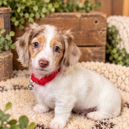 Diesel - Dapple male Dachshund puppy in Central Point, Oregon from Chamberlains Doxie