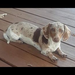 Bootsie - Dachshund