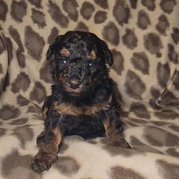 ARES - Phantom male Poodle puppy in Palmdale, California from J Designer Puppies
