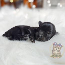Rare Korean Te Ka - Black female Morkie puppy in Barren Springs, Virginia from Seeking Shalom Acres Maltese, Maltipoos & Havamalts