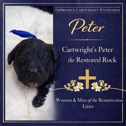 Cartwright's Peter the Restored Rock - Black male Poodle puppy in Albany, Kentucky from Impressive Cartwright Standards
