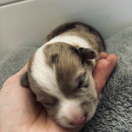 American Corgi Puppies from Montgomery Corgis