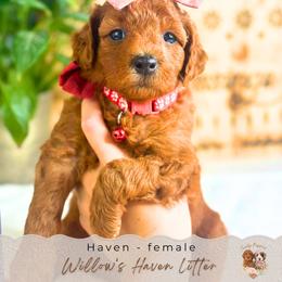 Haven - Red  female Goldendoodle puppy in Atlanta, Georgia from Teddy Puppies
