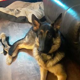 German Shepherd Puppies from Sandy’s Shepherds