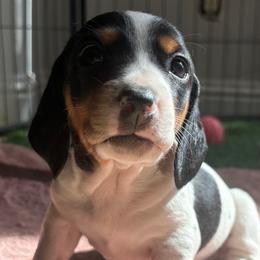 Mouse - Piebald female Dachshund puppy in Brownsville, California from Pine & Pasture Dachshunds