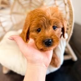 Tropicana - Red  male Goldendoodle puppy in West Haven, Utah from Split Mountain Doodles
