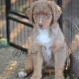 Biscuit - Red tri male Miniature Australian Shepherd puppy in Olivehurst, California from McDaniel Aussies