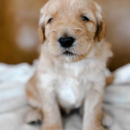 Goldendoodle Puppies from Old Lake Doodles