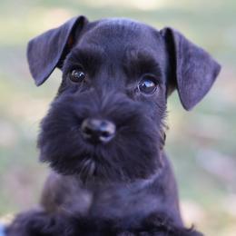 Miniature Schnauzer Puppies from Snowflake Schnauzers