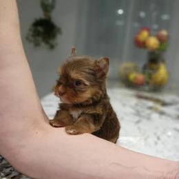 Yorkshire Terrier Puppies from Brat Babies
