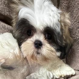 Royal - Brindle and white male Shih Tzu puppy in North Port, Florida from MarQue Shih Tzus