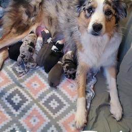 Border Collie and Siberian Husky Puppies from Alpine Tails