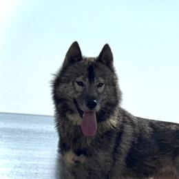 Siberian Husky puppies from Shinko Siberians