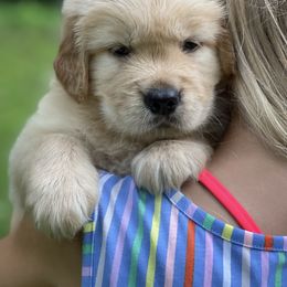 Golden Retriever Puppies from Seven Hills Goldens