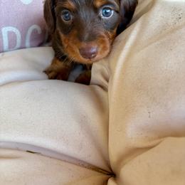 Boomer - Chocolate and tan male Dachshund puppy in Senoia, Georgia from Honey Creek Doxies