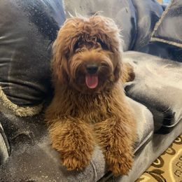 Me - Goldendoodle