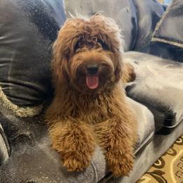 Me - Goldendoodle
