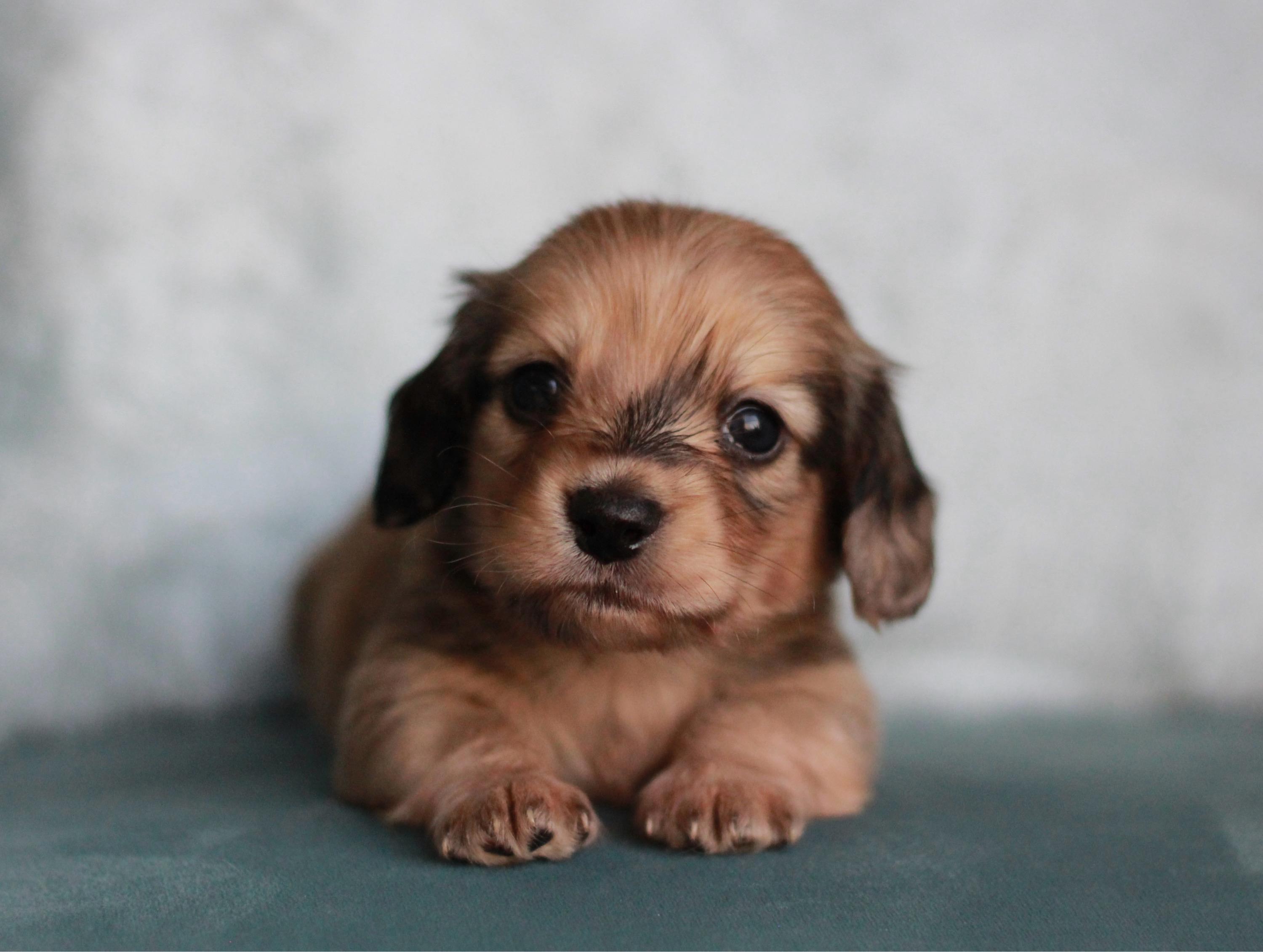 Moose - Shaded Cream Dapple Miniature Dachshund