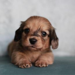 Moose AKC 4500.00 - Dapple male Dachshund puppy in Krum, Texas from Tired Chef Dachshunds