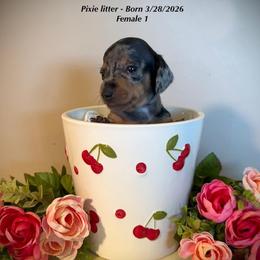 Female 1 - Dapple female Dachshund puppy in Huggins, Missouri from RJ's Miniature Dachshunds