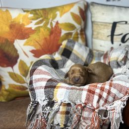 Aqua collar - Dark golden female Golden Retriever puppy in Monroe, Tennessee from Golden Girls Furever Friends