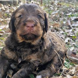 Coral - Tri-color female Bernedoodle puppy in Atlanta, Georgia from Home Grown Hearts Doodles