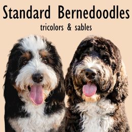 Bernedoodle puppies from Sonoran Standard Doodles