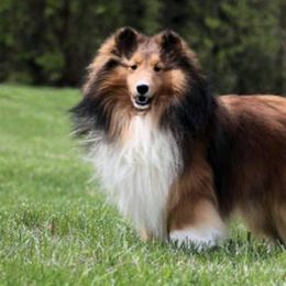 Shetland Sheepdogs from Costa Del Sol Shelties