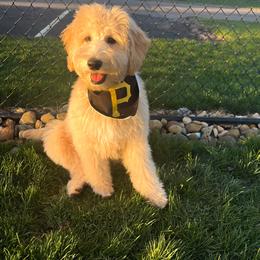 Goldendoodle Puppies from Happy_Tails_by_TJ
