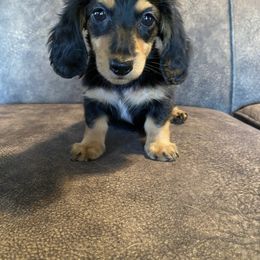 Boy 4 - Black male Dachshund puppy in Merced, California from JBDKennel
