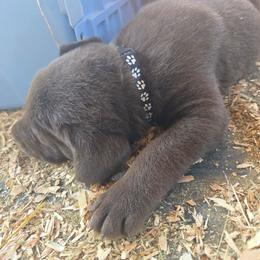 Black - Chocolate male Labrador Retriever puppy in Astoria, Oregon from Tahoma Sunrise