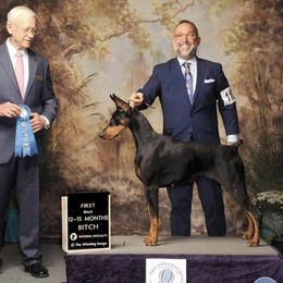 Doberman Pinscher puppies from Holloway Dobermans