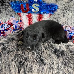 Cobra - Black female Siberian Husky puppy in Folsom, Louisiana from Geaux Fluffy