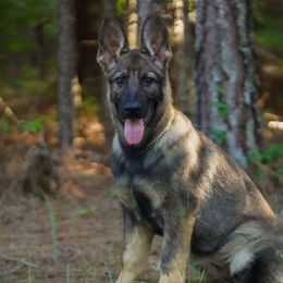 Teal Girl - Sable German Shepherd puppy in Little Rock, Arkansas from Vom Gonza German Shepherds