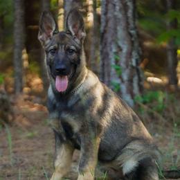 Teal Girl - Sable German Shepherd puppy in Little Rock, Arkansas from Vom Gonza German Shepherds