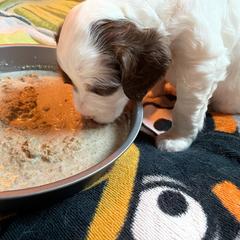 English Setter Puppies from English Setter Farms