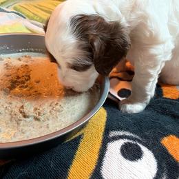English Setter Puppies from English Setter Farms