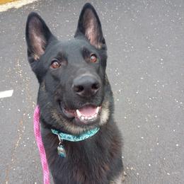 Finnick - German Shepherd