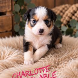 Charlotte - Black tri female Toy Australian Shepherd puppy in Sanger, California from Flying M Cactus Ranch Buddies