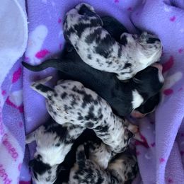 Australian Shepherd and Miniature Australian Shepherd Puppies from Painted Blue Aussies