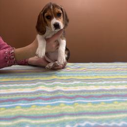 Ginger - Black white and tan female Beagle puppy in St. Cloud, Minnesota from Beagle Blessings