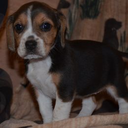 UKC Champion dad Gabby - Black tan and white female Beagle puppy in Spring Creek, Nevada from Badland Kennel