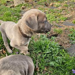 Earl - Gray and fawn male Cane Corso puppy in Roachdale, Indiana from Cast Iron Kennels