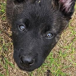Purple collar boy - Black brindle male Dutch Shepherd puppy in Howey In The Hills, Florida from MAC K9 Dutch Shepherds