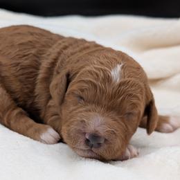 Beige - Red  female Goldendoodle puppy in Midland, North Carolina from Alger Farm, LLC