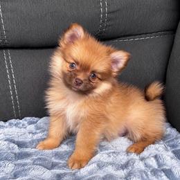 Buddy - Cream sable male Pomeranian puppy in Edinburg, Texas from Divine Valley Poms
