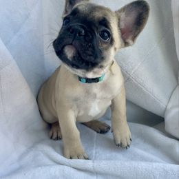 Girl 2 - Fawn female French Bulldog puppy in Malad, Idaho from Kellysbulldogs