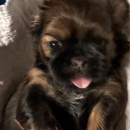 Shih Tzu Puppies from The Townsend Tzu